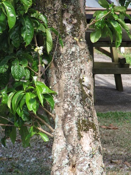 Trunk, Haiku, Maui, Hawaii