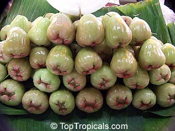 Syzygium malaccense, Malay Apple var. Blanca