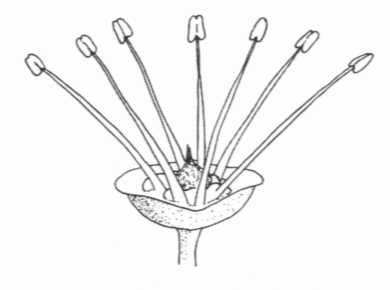 Hermaphrodite Flower Diagram Showing the Distinctive Parts