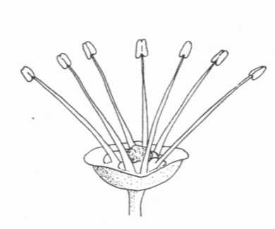 Detailed Diagram of a Male Flower