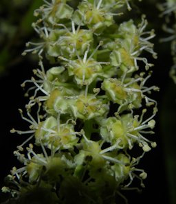 Melicoccus bijugatus Jacq.