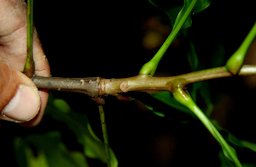 Spanish Lime, Melicoccus bijugatus Jacq.