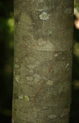 Spanish Lime, Melicoccus bijugatus Jacq.