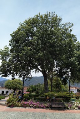 Genip Melicoccus bijugatus. Colombia.