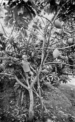 Grafted 5-year-old Mamey Sapote