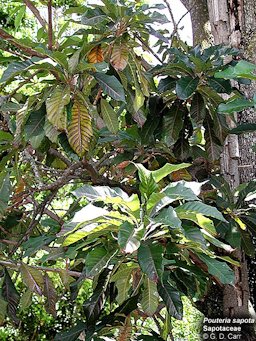 Leaves growth habit