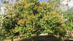 Indian Mango Mangifera indica, Playa Esmeralda, Rafael Freyre, Holguin, Cuba