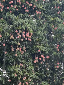 Mangifera indica, N Lake Dr, Boynton Beach, FL, US