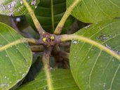 Apical bud