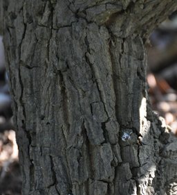 Trunk