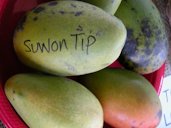 'Suwon Tip'