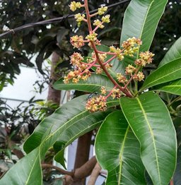 Insects pollinating