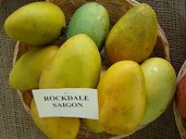 'Rockdale Saigon'