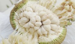 Marang Review (Terap, Artocarpus Odoratissimus))