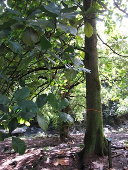 Artocarpus odoratissimus (Marang) Habit. Keanae Arboretum, Maui, Hawai'i.