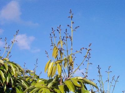 Mauritius Early Flower Panicle Emerging from Terminal Branch