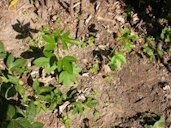 Young, spreading stems arising from rhizome