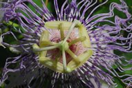 Three styles with pendant stigmas, and five stamens with pendant anthers