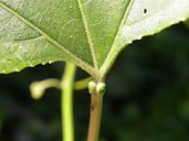 Note extra-floral nectaries at apex of petiole