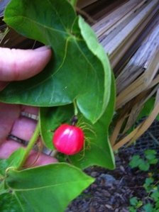 Passiflora foetida