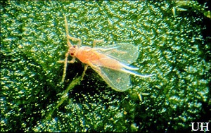 Adult male pink hibiscus mealybug, Maconellicoccus hirsutus (Green). Notice the two long waxy "tails"