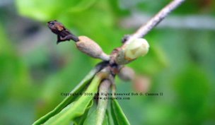 Two Miracle Fruit Flowers