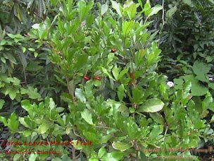 Large Leaved Miracle Fruit