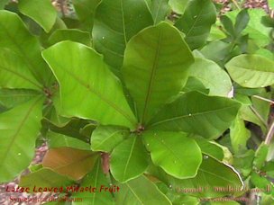 Leaf habit