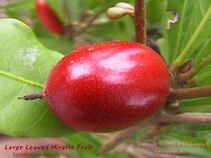 Fruit close-up