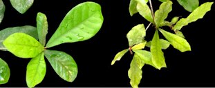 Leaves of ‘Imperial’ (left) and ‘Holly’ (right).