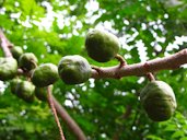 Immature fruit