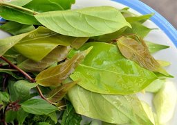 Bai makok is the leaf of the Spondias mombin, a relative of the cashew