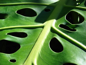 Underside of leaf