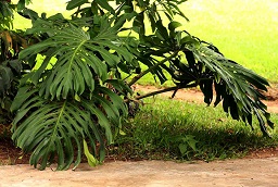 Species: Monstera deliciosa Liebm. Location: Crocodile Farm, Kariba Habitat: Garden