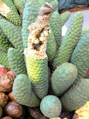 Self peeling bananas, taste like pineapples. Funchal Public Market