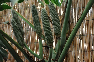 Monstera deliciosa