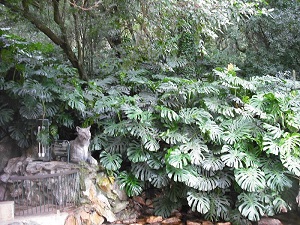 Philodendron species can be found in many diverse habitats in the tropical Americas and the West Indies