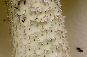 Monstera deliciosa, cultivated, Townsville - close-up of fresh flower, with tiny flies and (out of focus at lower right) a native bee (Trigona sp. or similar) attracted to it. The background of the photo is the flower's hood