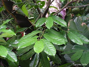 Leaf growth habit