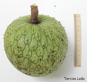 Annona montana