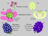 A-C Blackberry. D-F Mulberry. Mulberries resemble blackberries, but blackberries derive from a single flower with multiple fleshy ovaries, whereas mulberries derive from multiple flowers, each with a single hard ovary and fleshy sepals.