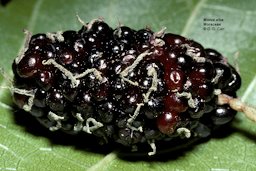 A multiple fruit derived from a female inflorescence is shown.