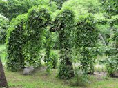 Morus alba 'Pendula' in Syretsky arboretum, Kiev, Ukraine