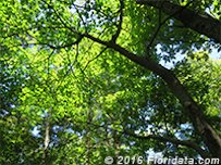 The trunk of this red mulberry tree curves to reach a sunny patch in the forest canopy.