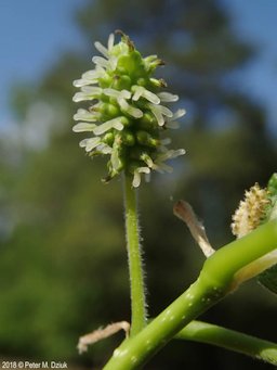 Morus rubra female catkins