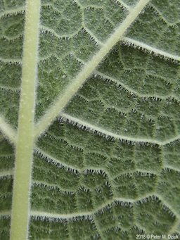 Hairs on leaf underside