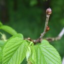 Red Mulberry Morus rubra