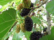 The ripe black berries are sweet, juicy and refreshing