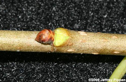 White Mulberry (Morus alba), Bud detail and older twig with developed lenticels to the right of the bud with younger twig to the left.