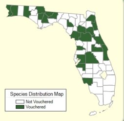 Morus alba Species Distribution Map